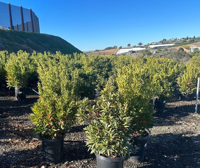 Photo for Elaeocarpus decipiens (Japanese Blueberry Tree)