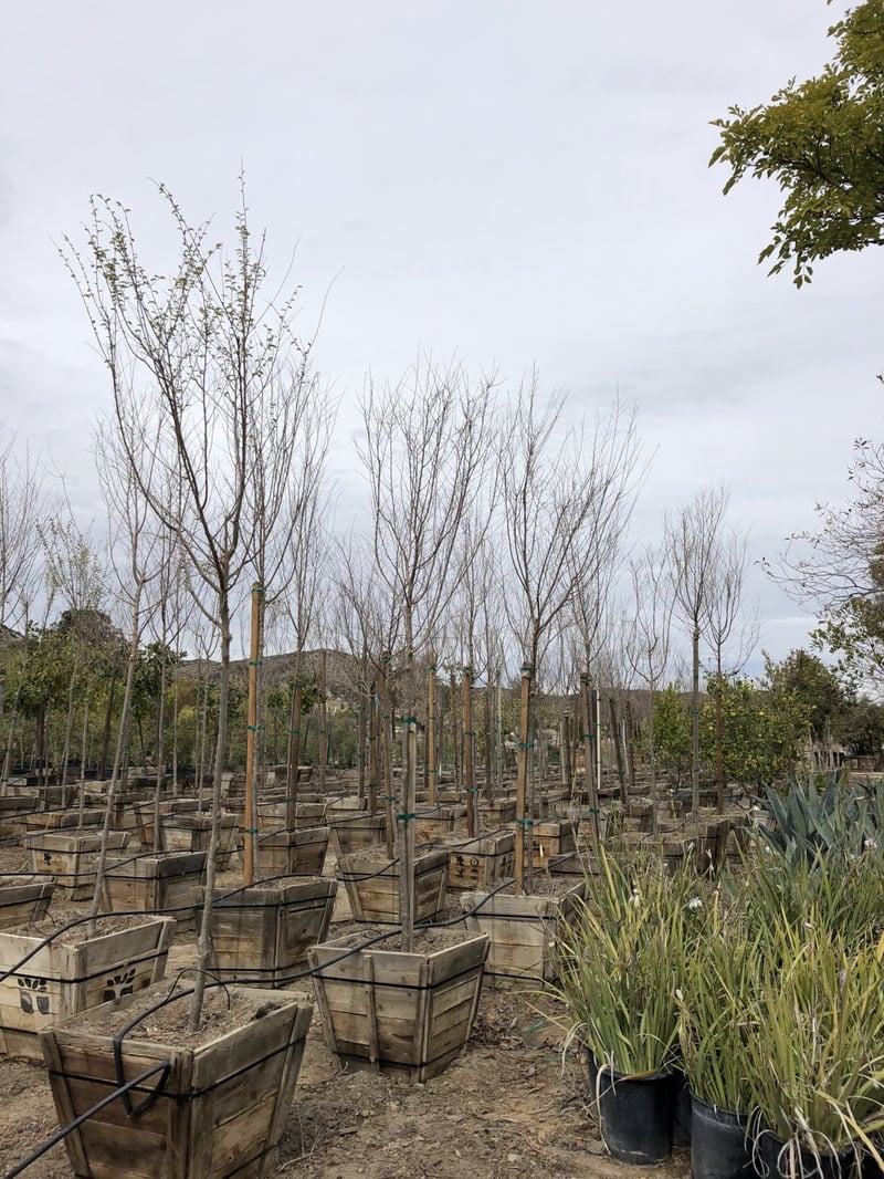 Photo for Ulmus parvifolia (Standard) (Chinese Elm)