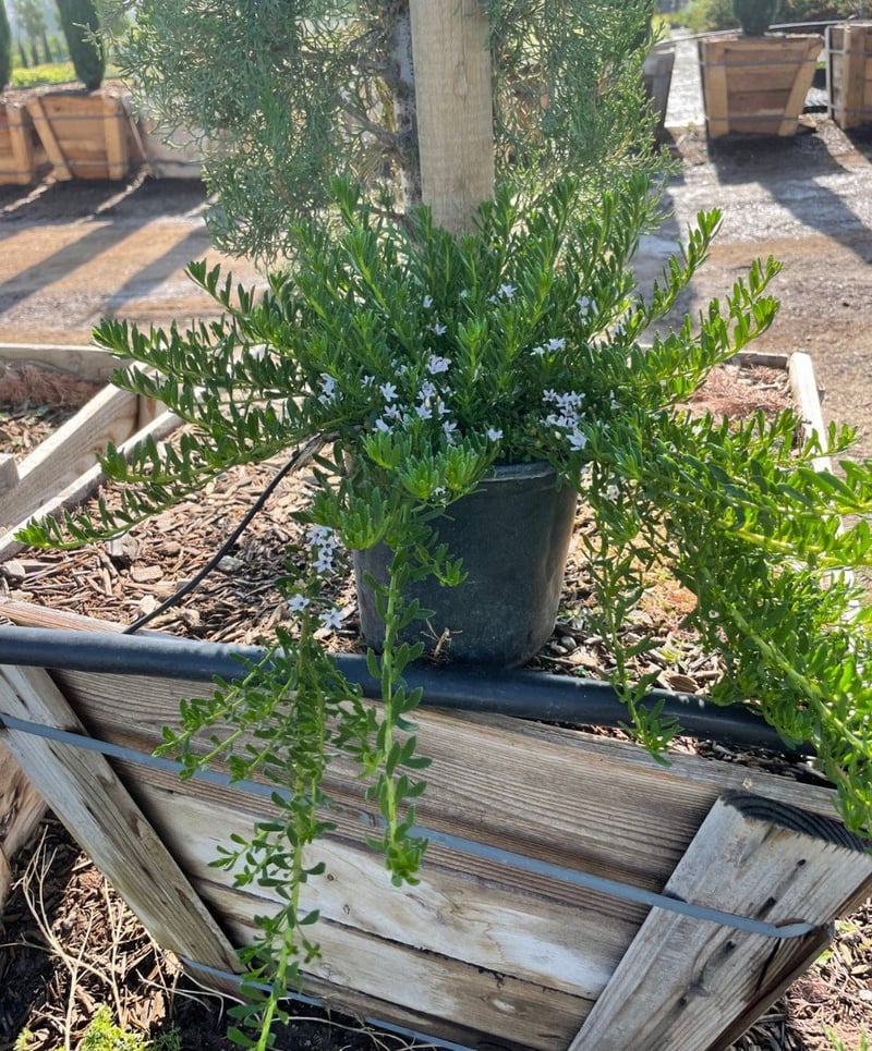 Photo for Myoporum parvifolium 'Pink' (Pink Australian Racer, Pink Groundcover Myoporum)