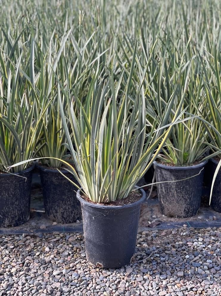 Photo for Dietes grandiflora 'Variegata' (Striped Fortnight Lily)