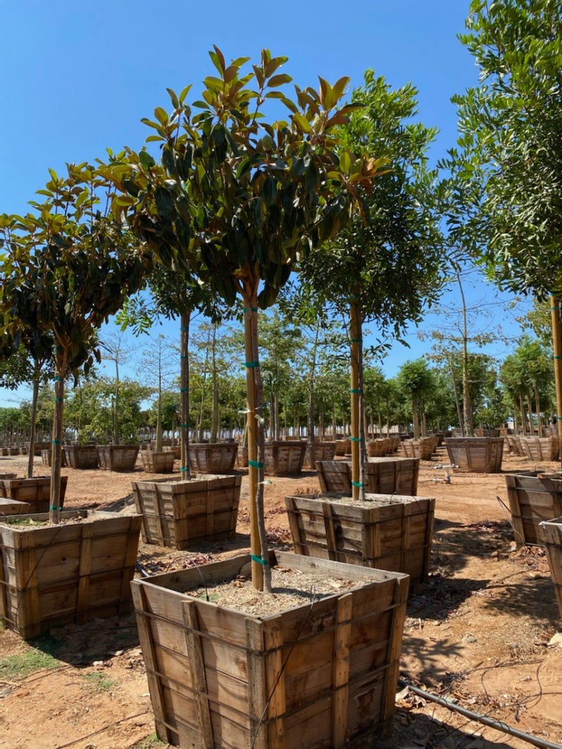 Photo for Magnolia grandiflora 'Saint Mary' (Saint Mary Southern Magnolia)