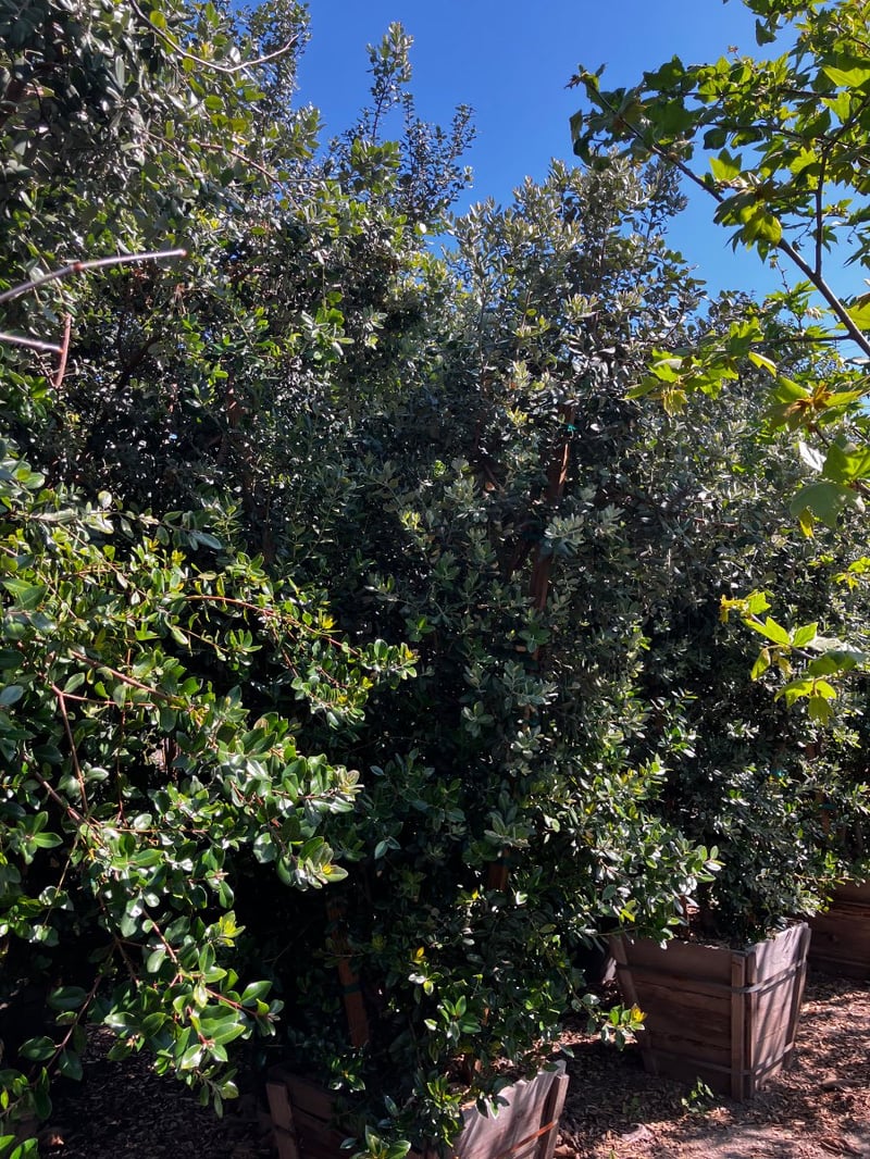 Photo for Metrosideros excelsa (Multi) (New Zealand Christmas Tree)