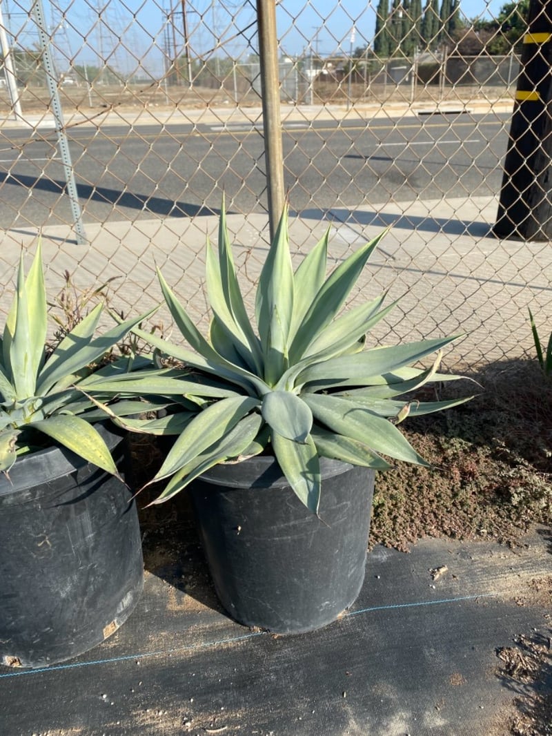Photo for Agave weberi (Weber Agave)