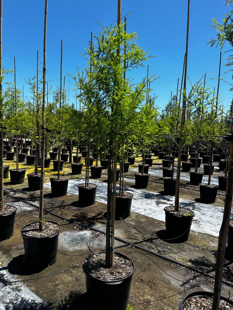 Photo for Taxodium distichum (Bald Cypress)