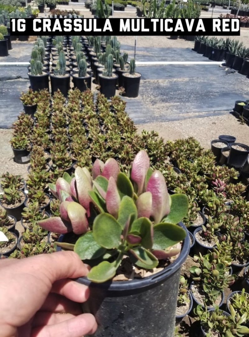 Photo for Crassula multicava (Fairy Crassula)