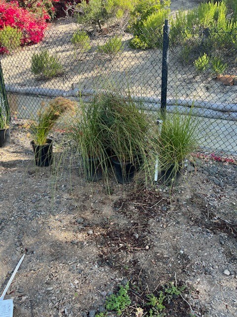 Photo for Chondropetalum tectorum (Small Cape Rush)