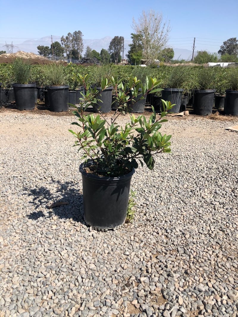 Photo for Heteromeles arbutifolia (Standard) (Toyon)