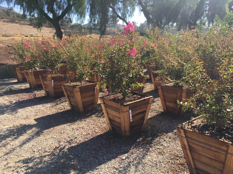 Photo for Lagerstroemia indica x fauriei 'Tuscarora' (Multi) (Tuscarora Crape Myrtle)