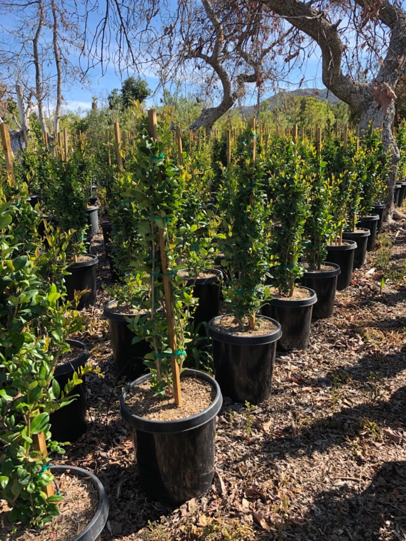 Photo for Ligustrum japonicum (Column) (Waxleaf Privet, Japanese Privet)