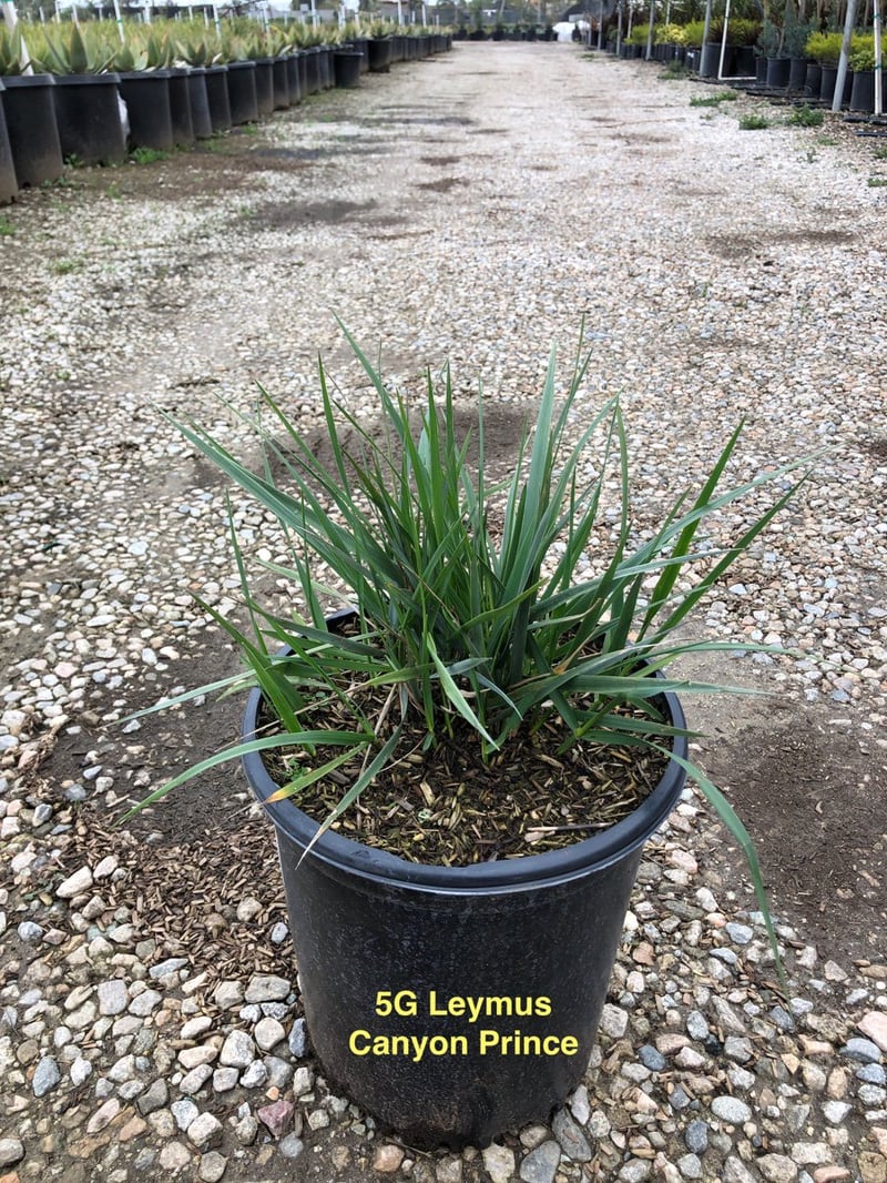 Photo for Leymus condensatus 'Canyon Prince' (Blue Lyme Grass)