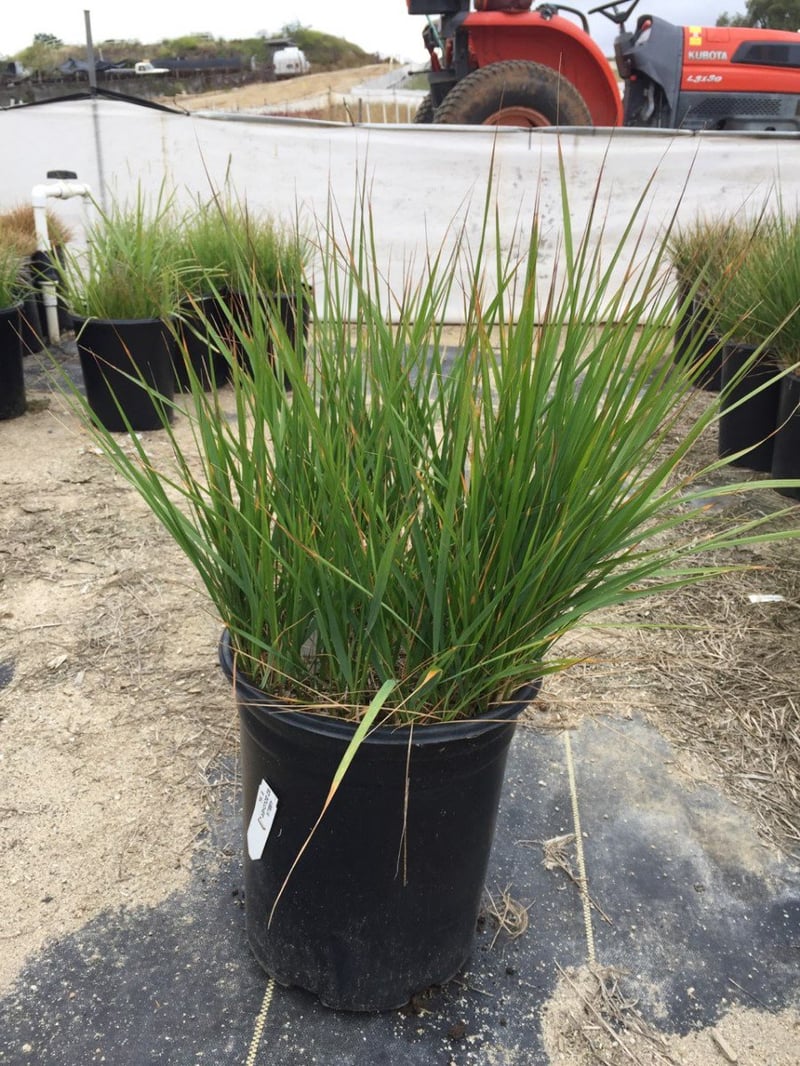 Photo for Calamagrostis × acutiflora 'Karl Foerster' (Karl Foerster Feather Reed Grass)