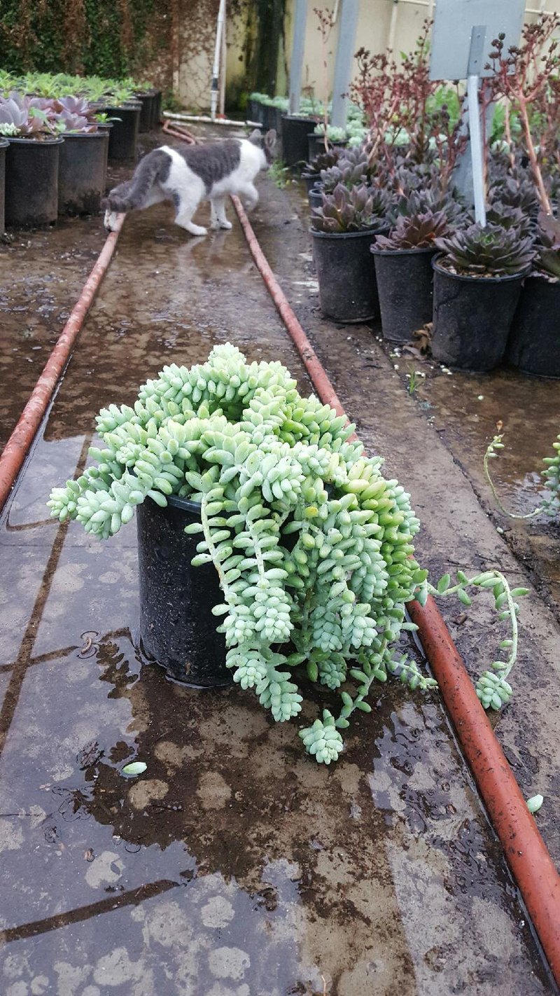 Photo for Sedum morganianum (Donkey's Tail)
