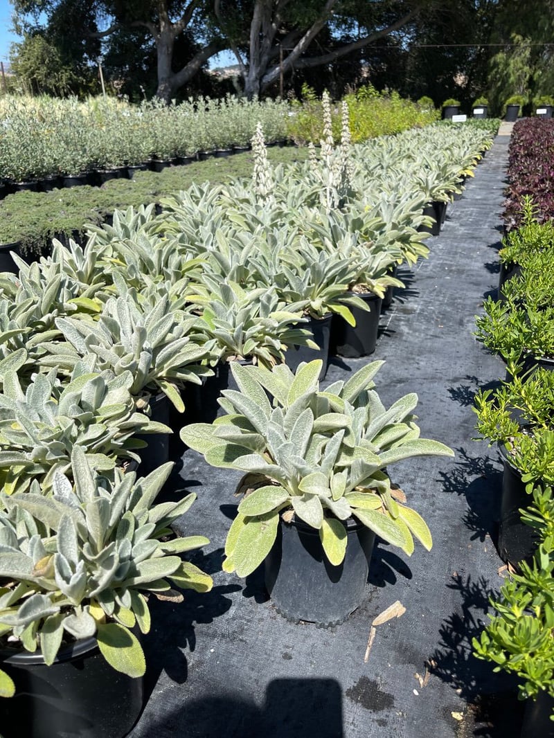 Photo for Stachys byzantina (Lamb's-Ears)