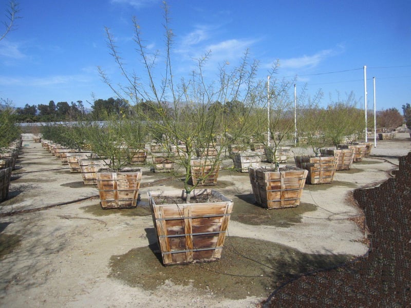 Photo for Cercidium 'Desert Museum' (Low Branch) (Desert Museum Palo Verde)