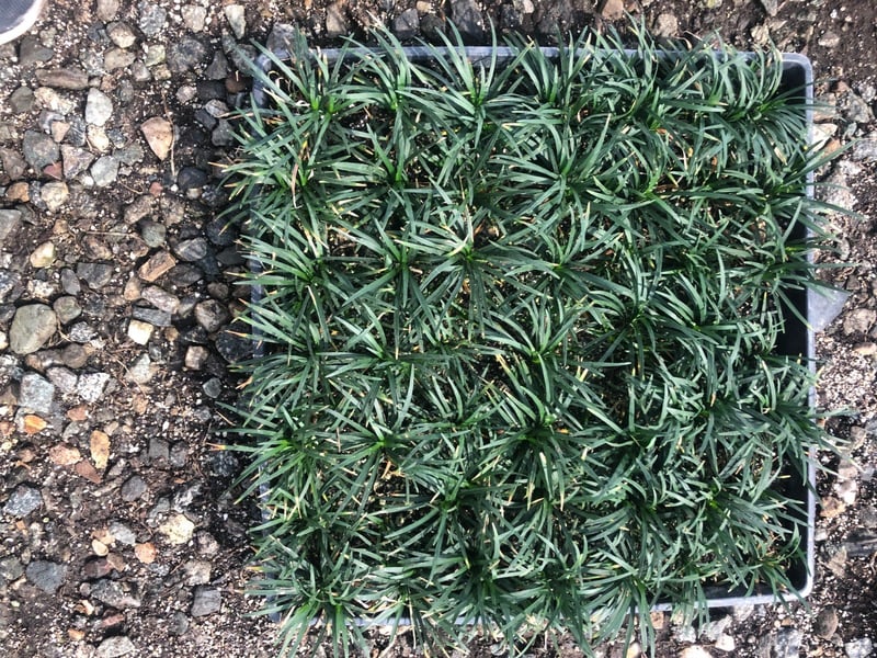 Photo for Ophiopogon japonicus 'Nanus' (Dwarf Mondo Grass)