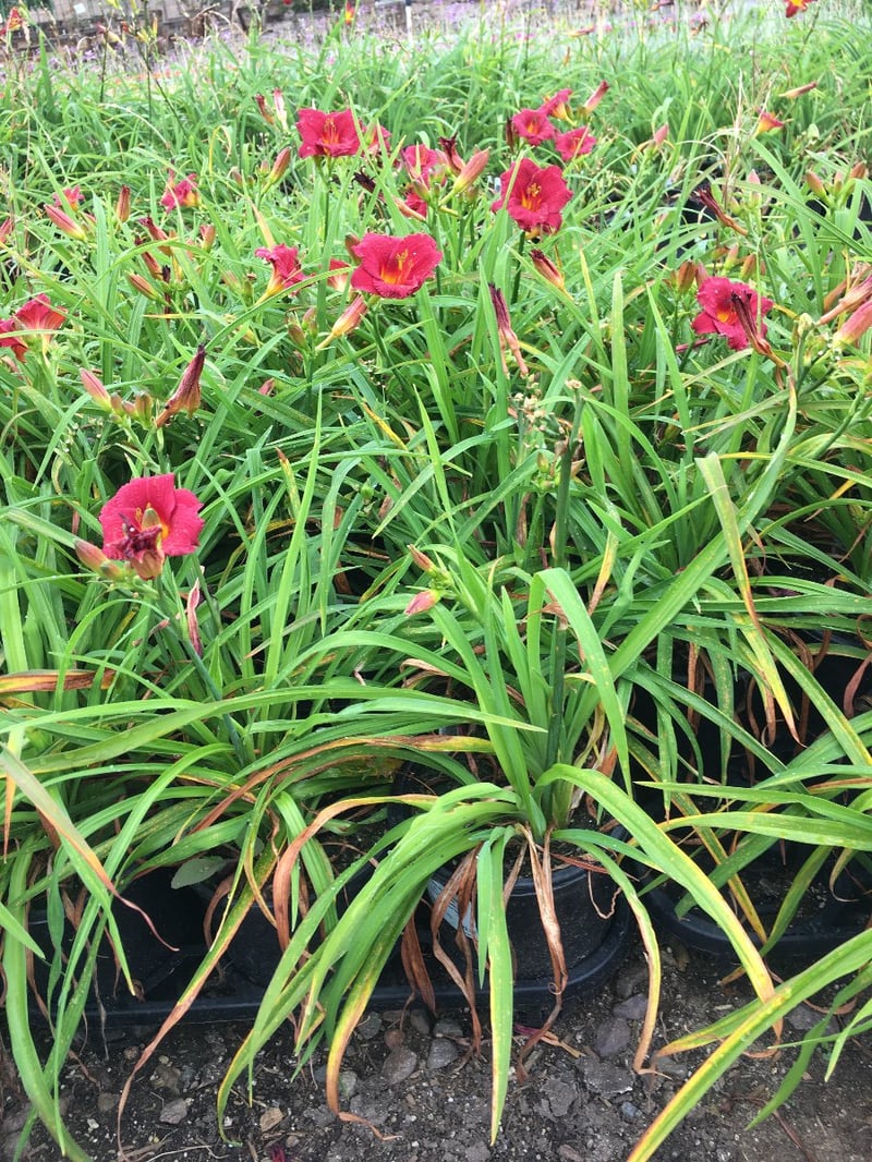 Photo for Hemerocallis 'Red' (Red Evergreen Daylily)
