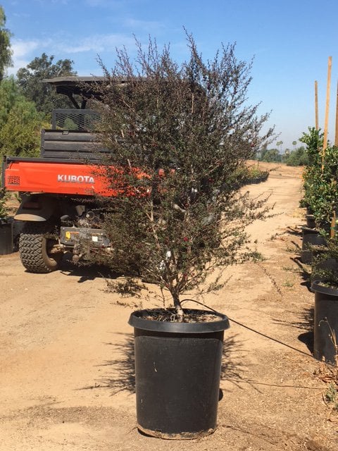 Photo for Leptospermum scoparium 'Ruby Glow' (Ruby Glow Tea Tree)
