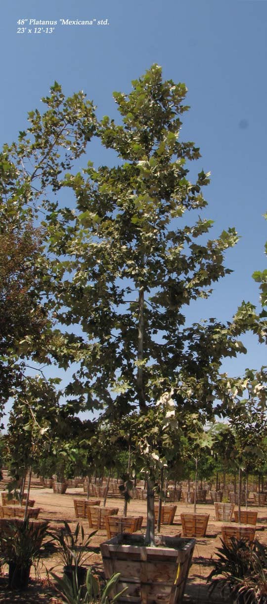 Photo for Platanus mexicana (Standard) (Mexican Sycamore)