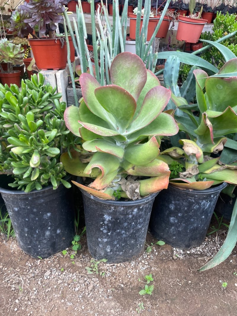 Photo for Kalanchoe thyrsiflora (Paddle Plant)