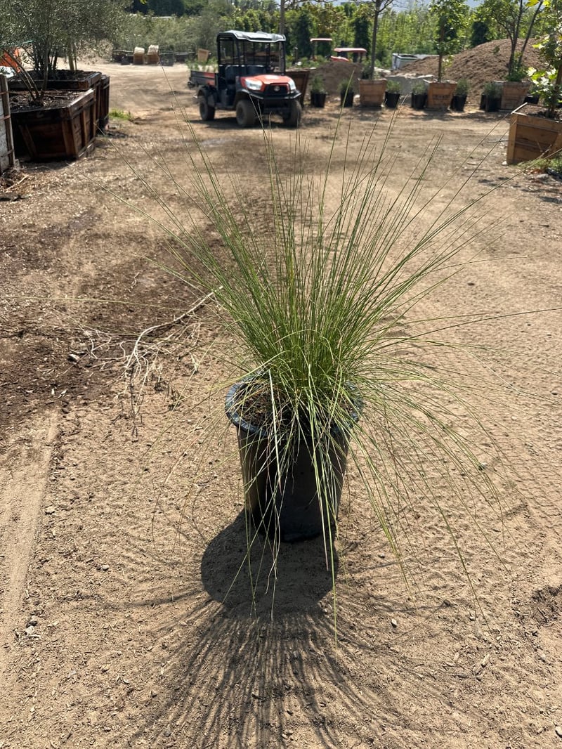 Photo for Muhlenbergia capillaris 'Pink Cloud' (Pink Cloud Muhly)