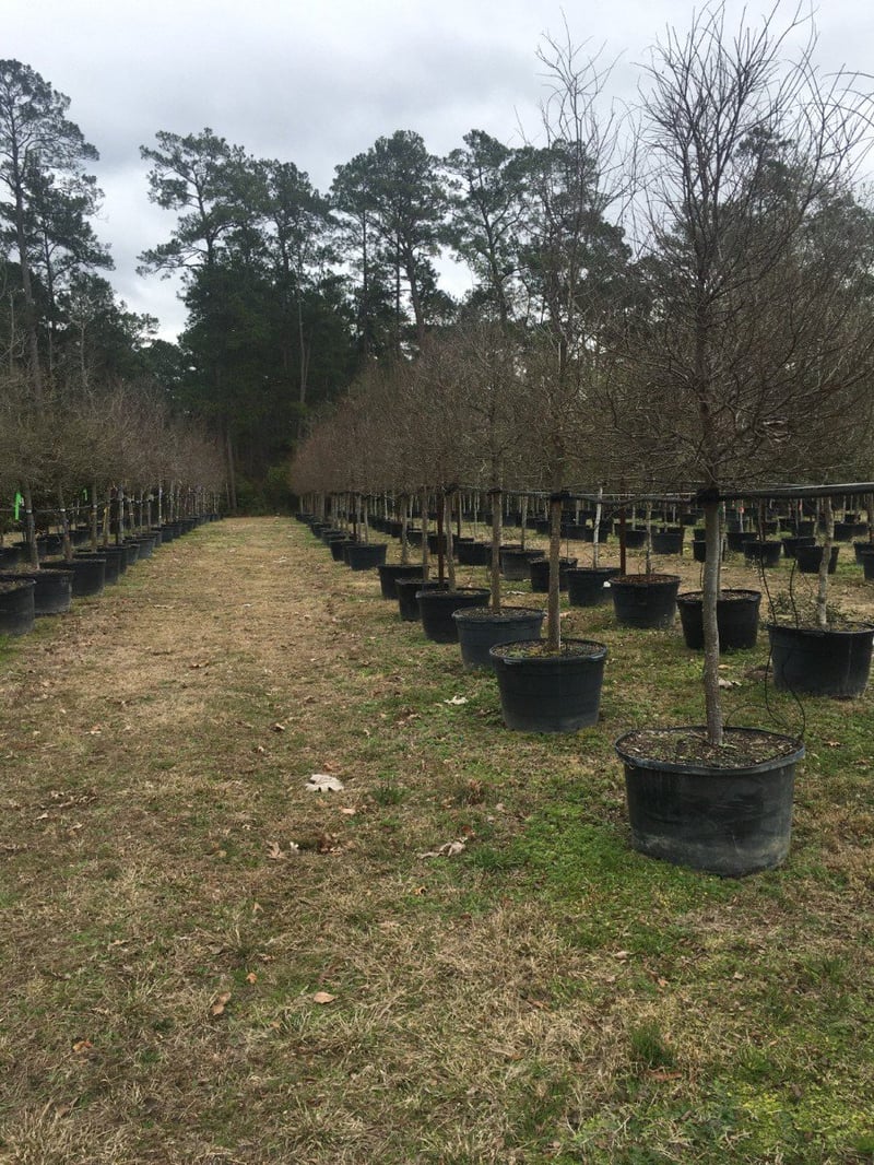 Photo for Ulmus crassifolia (Cedar Elm)