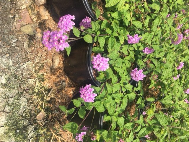 Photo for Lantana montevidensis (Purple Trailing Lantana)