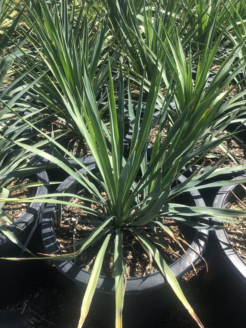 Photo for Yucca recurvifolia (Y. pendula) (Soft Leaf Yucca)