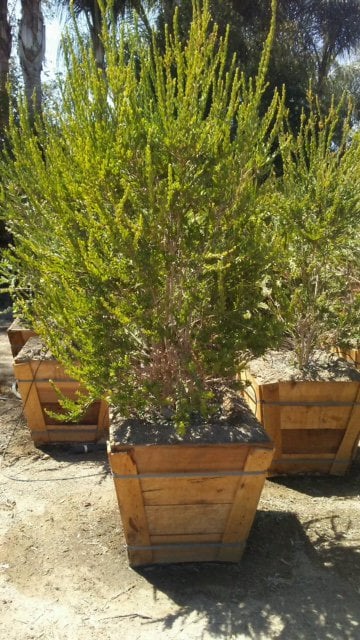 Photo for Melaleuca nesophila (Multi) (Pink Melaleuca)