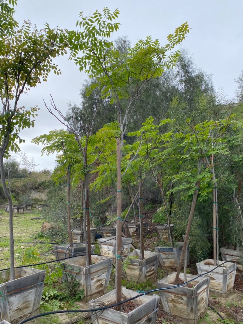 Photo for Koelreuteria bipinnata (Chinese Flame Tree)