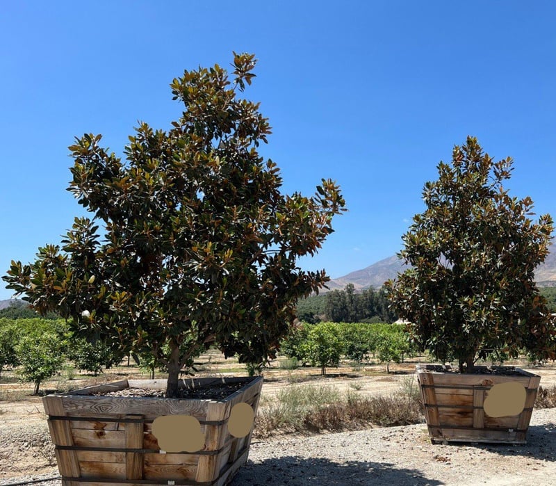 Photo for Magnolia grandiflora 'Little Gem' (Little Gem Dwarf Southern Magnolia)