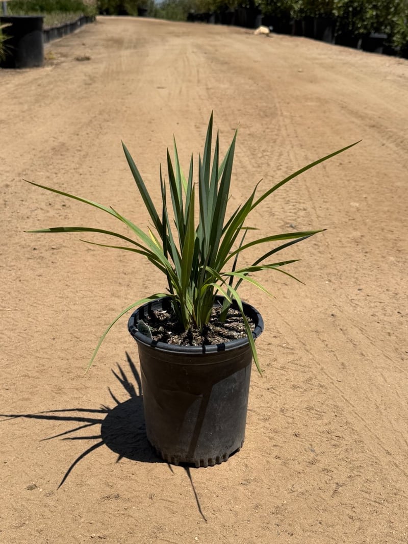 Photo for Dianella caerulea 'Cassa Blue' (Cassa Blue Flax Lily)
