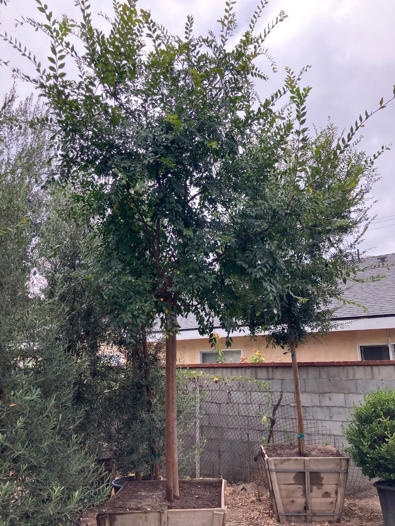 Photo for Ulmus parvifolia 'Drake' (Drake's Chinese Elm)