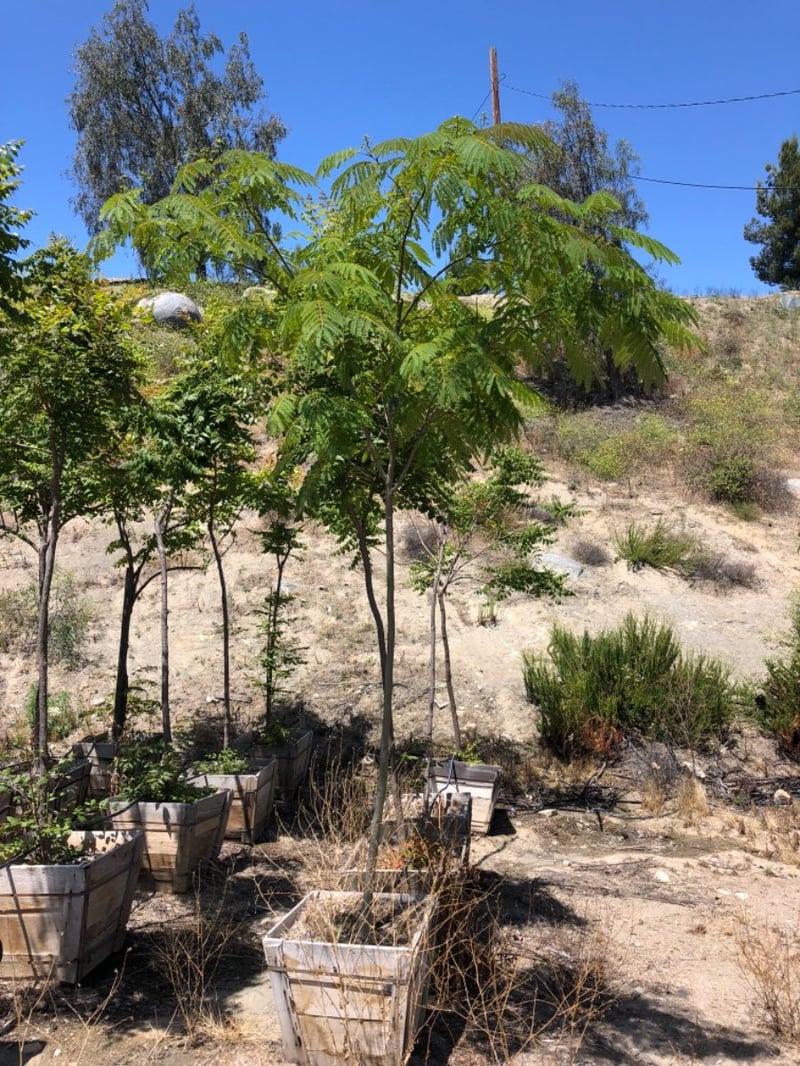 Photo for Albizia julibrissin (Mimosa Tree, Silk Tree)