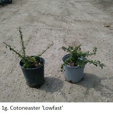 Photo for Cotoneaster dammeri 'Lowfast' (Lowfast Bearberry Cotoneaster)