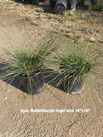 Photo for Muhlenbergia capillaris 'Regal Mist' (Gulf Muhly)