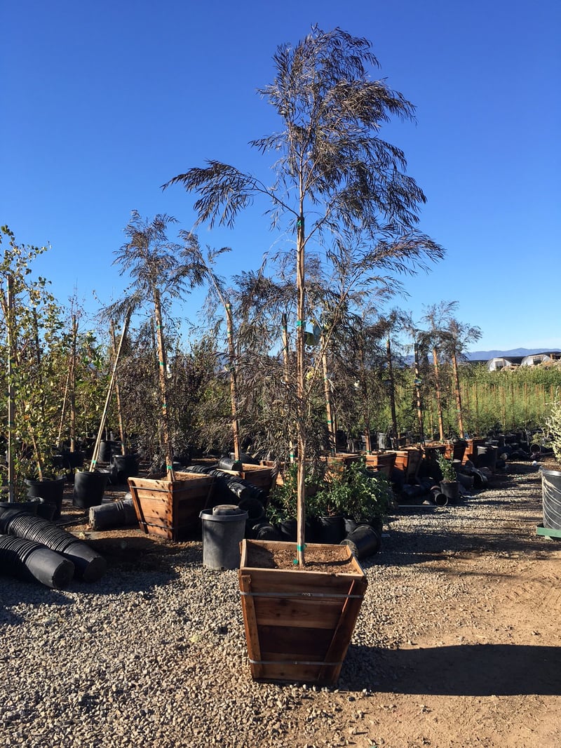 Photo for Agonis flexuosa 'Jervis Bay Afterdark' (After Dark Peppermint Tree)