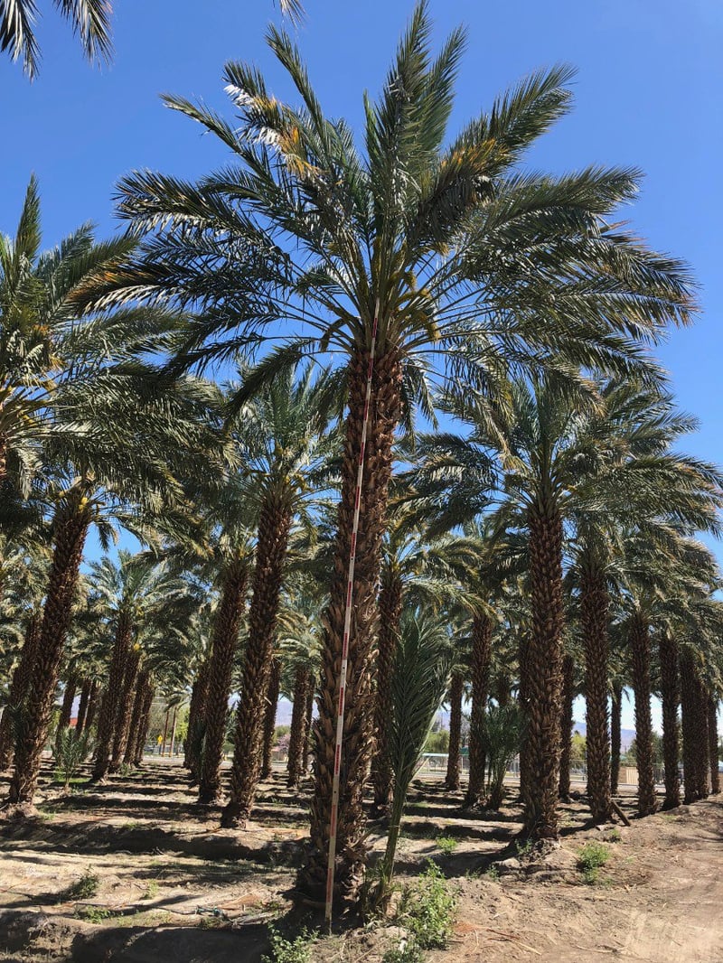 Photo for Phoenix dactylifera (Date Palm)