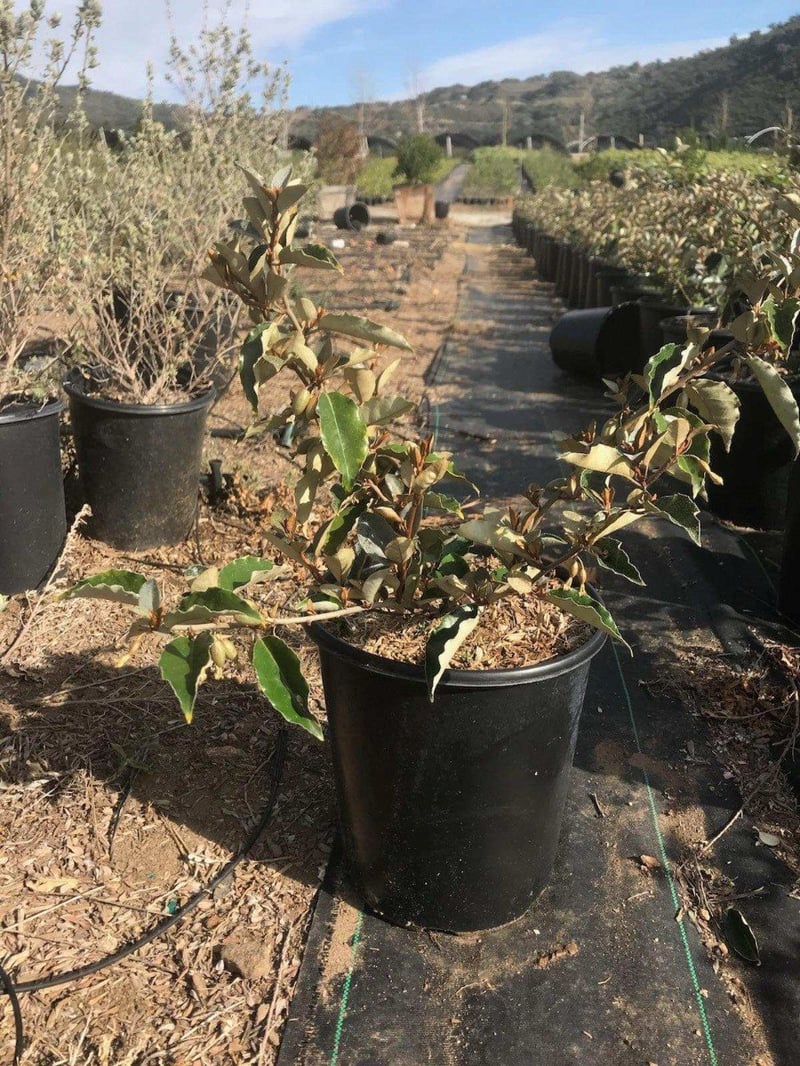 Photo for Elaeagnus pungens (Silverberry)