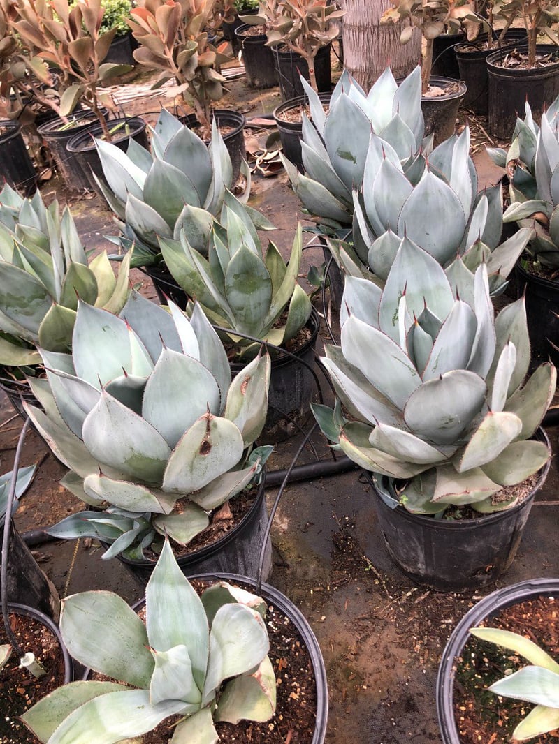 Photo for Agave celsii  (Agave celsii )