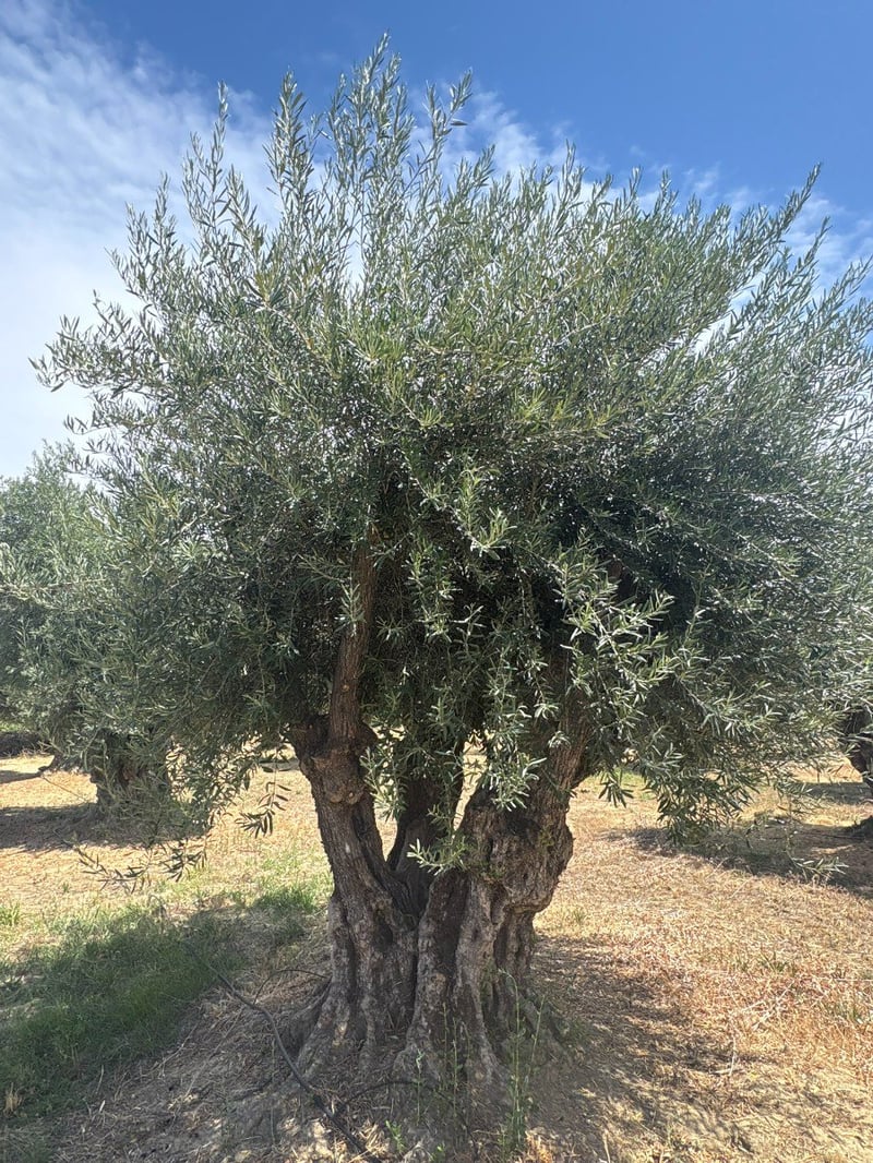 Photo for Olea europaea 'Barouni' (100 Years Old) (Barouni Olive)