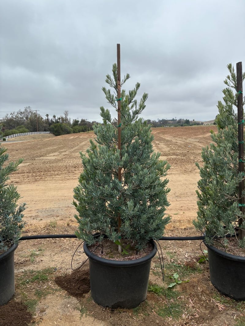 Photo for Podocarpus elongatus 'Monmal' (Icee Blue Monmal Yellow-Wood)