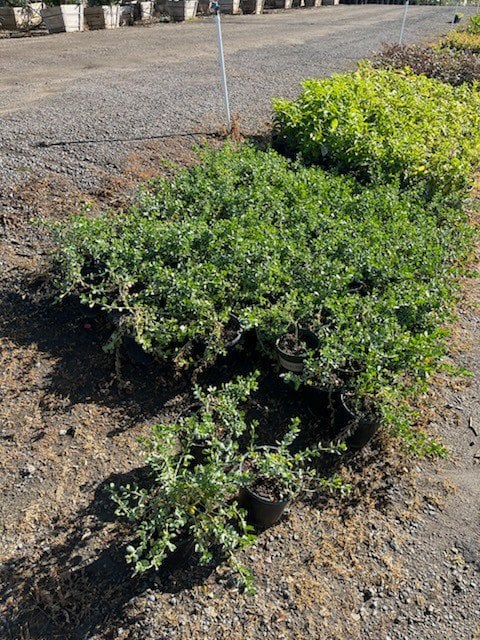 Photo for Baccharis pilularis consanguinea (Coyote Brush)