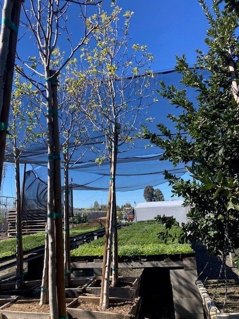 Photo for Pyrus calleryana 'Bradford' (Standard) (Bradford Pear)
