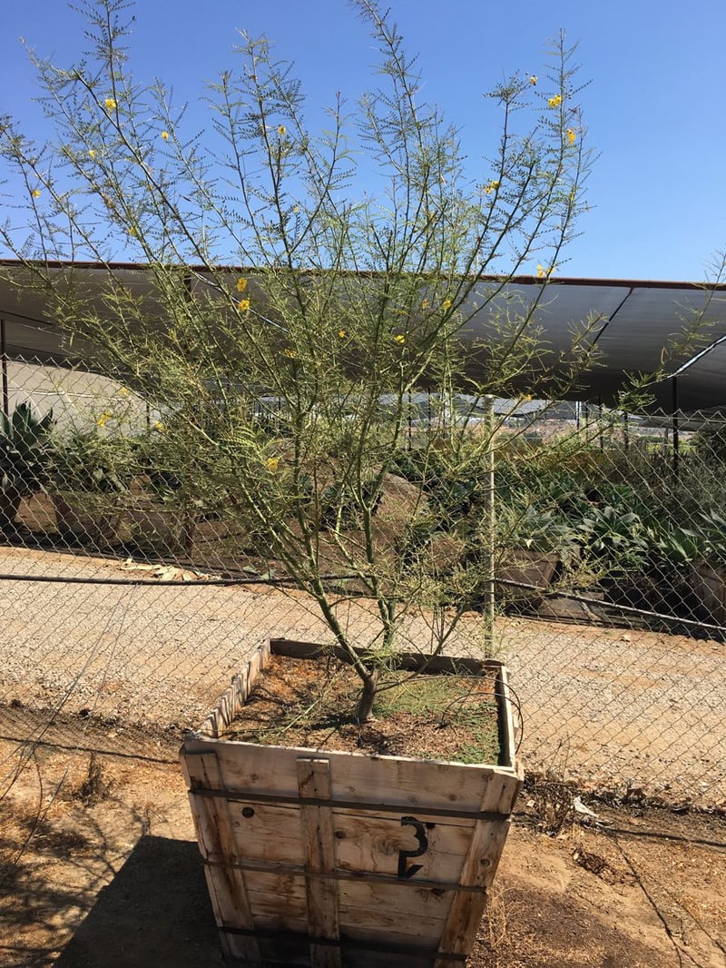 Photo for Cercidium 'Desert Museum' (Multi) (Desert Museum Palo Verde)