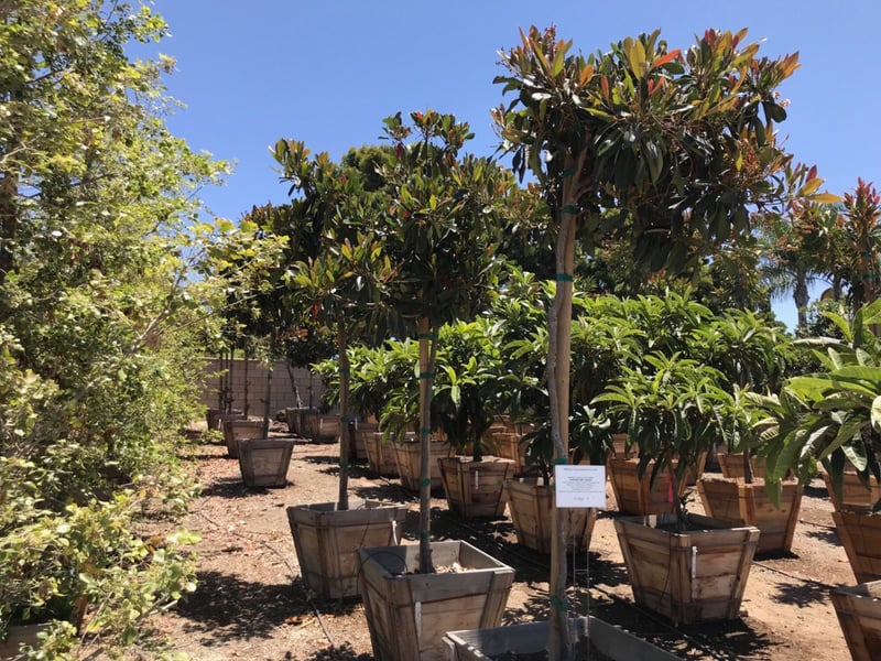 Photo for Eriobotrya deflexa 'Coppertone' (Standard) (Bronze Loquat)