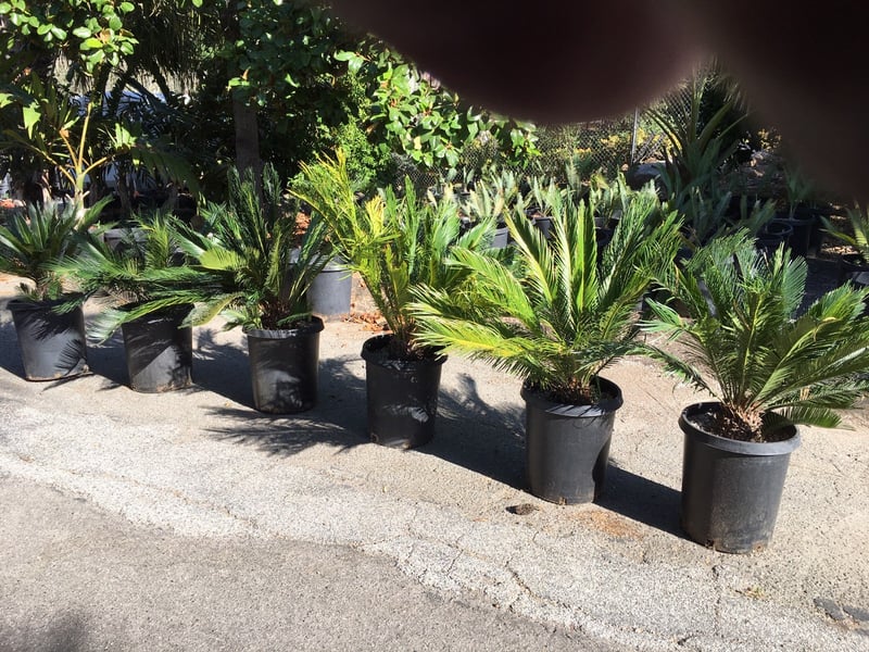 Photo for Cycas revoluta (Sago Palm)