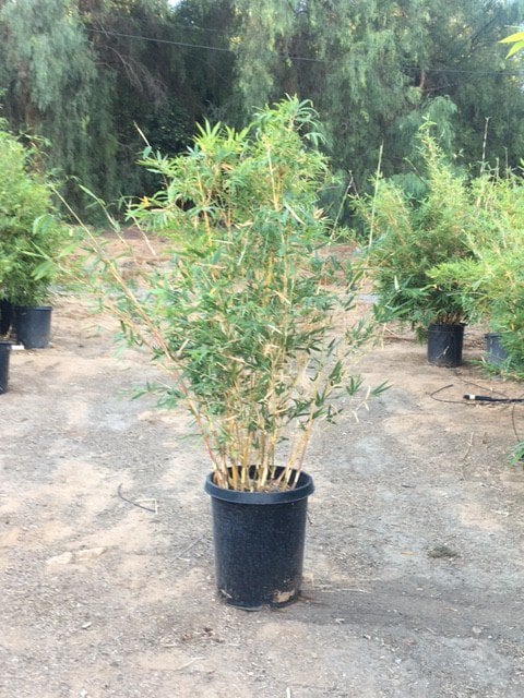 Photo for Bambusa multiplex 'Alphonse Karr' (Alphonse Karr Bamboo)