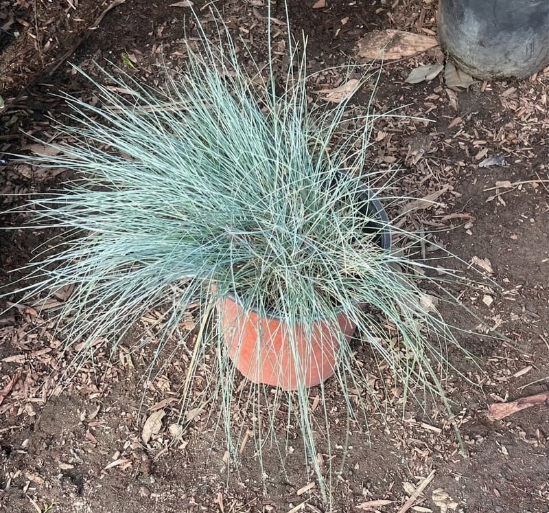 Photo for Festuca glauca 'Elijah Blue' (Elijah Blue Fescue)