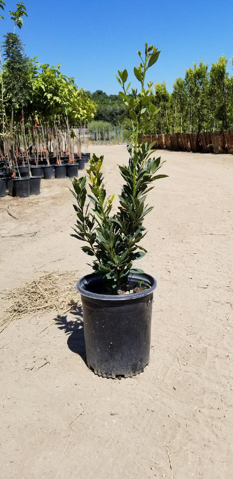 Photo for Laurus nobilis (Shrub) (Sweet Bay)