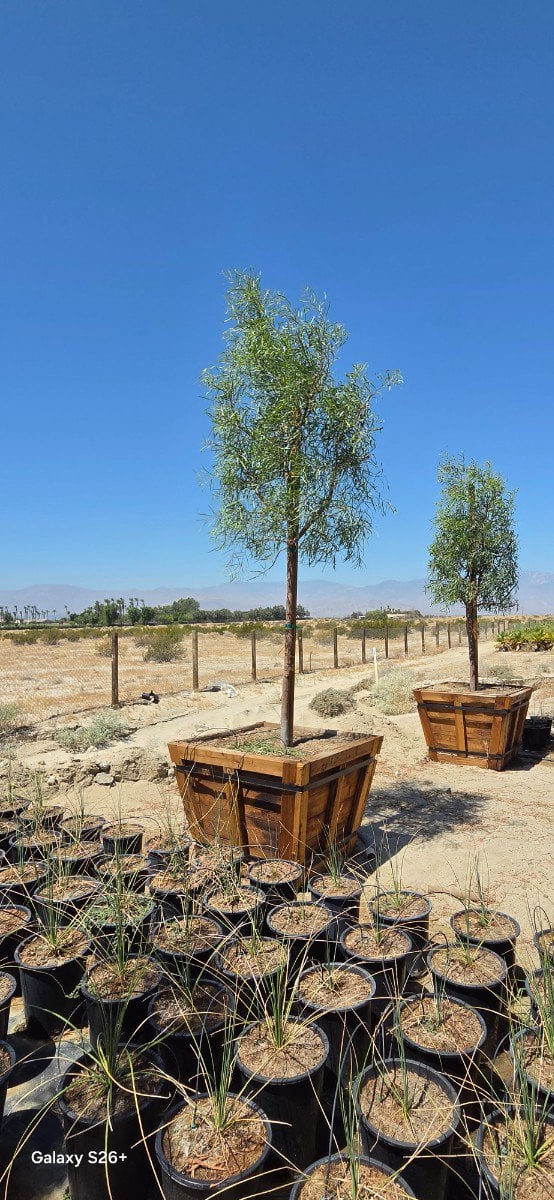 Photo for Acacia salicina (Willow Acacia)